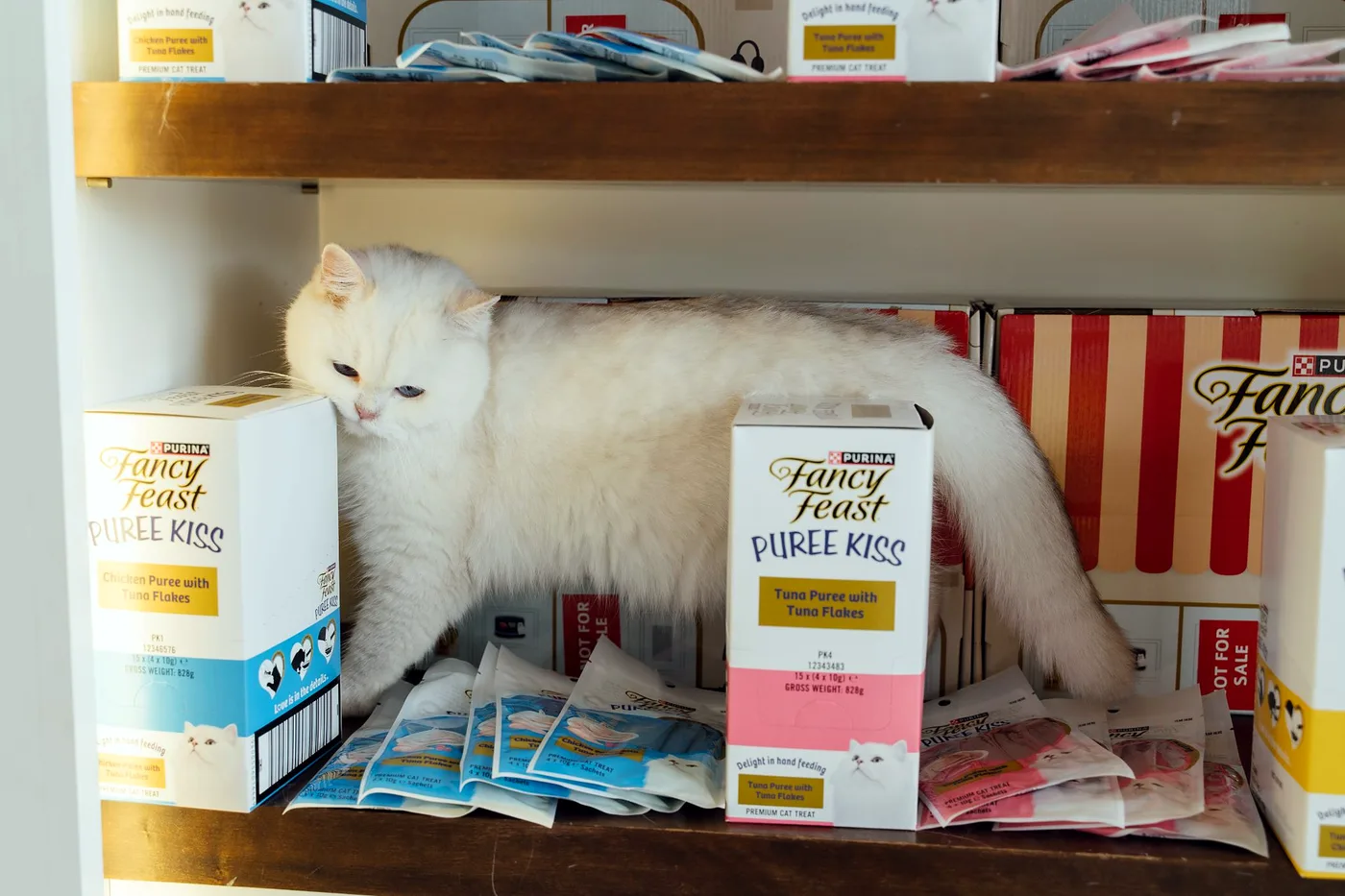 Fancy Feast Cat Café Takeover — photo 6